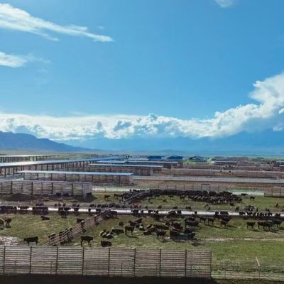 Индивидуальный оцинкованный стальной навес для крупного рогатого скота для животноводства