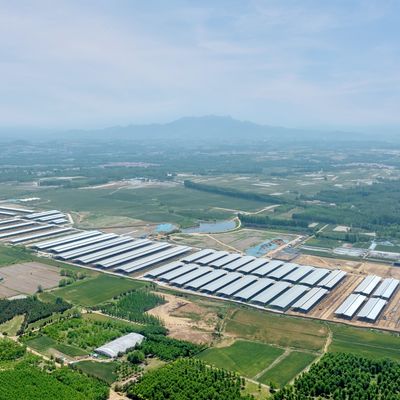 Дизайн Поставки Современная стальная конструкция Молочная ферма Шатла Металлический стай с системой вентиляции