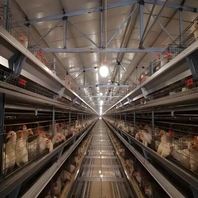Предварительно изготовленные здания Курортный дом Стальная конструкция Курортная ферма Курортный дом Стальная конструкция для коровьего сарая